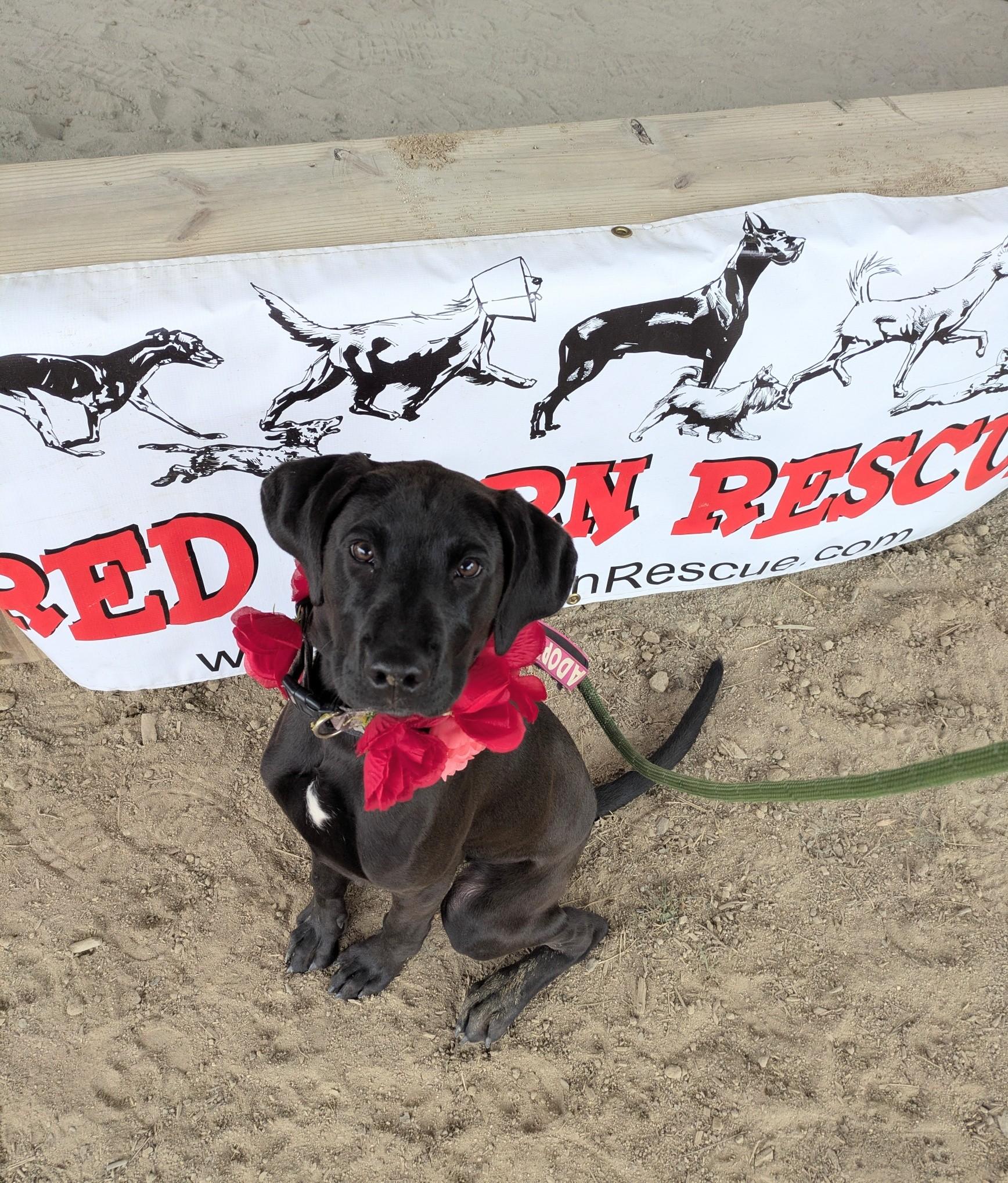 Zumba - AVAILABLE TO FOSTER OR ADOPT, ADOPTABLE, Puppy Female Labrador Retriever & Hound.