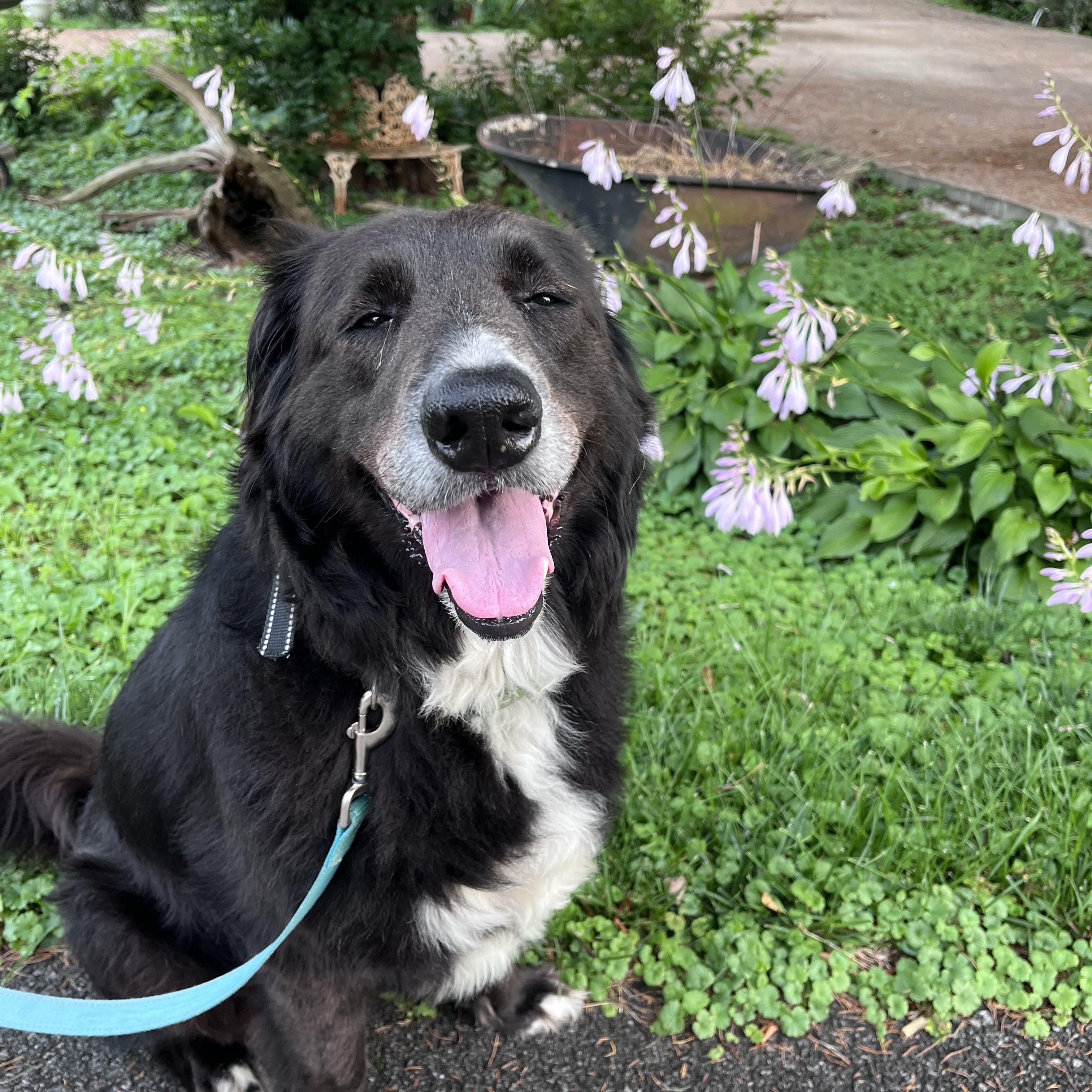 Cali the Dog, a ADOPTABLE mixed breed in Murray, KY image 3/6