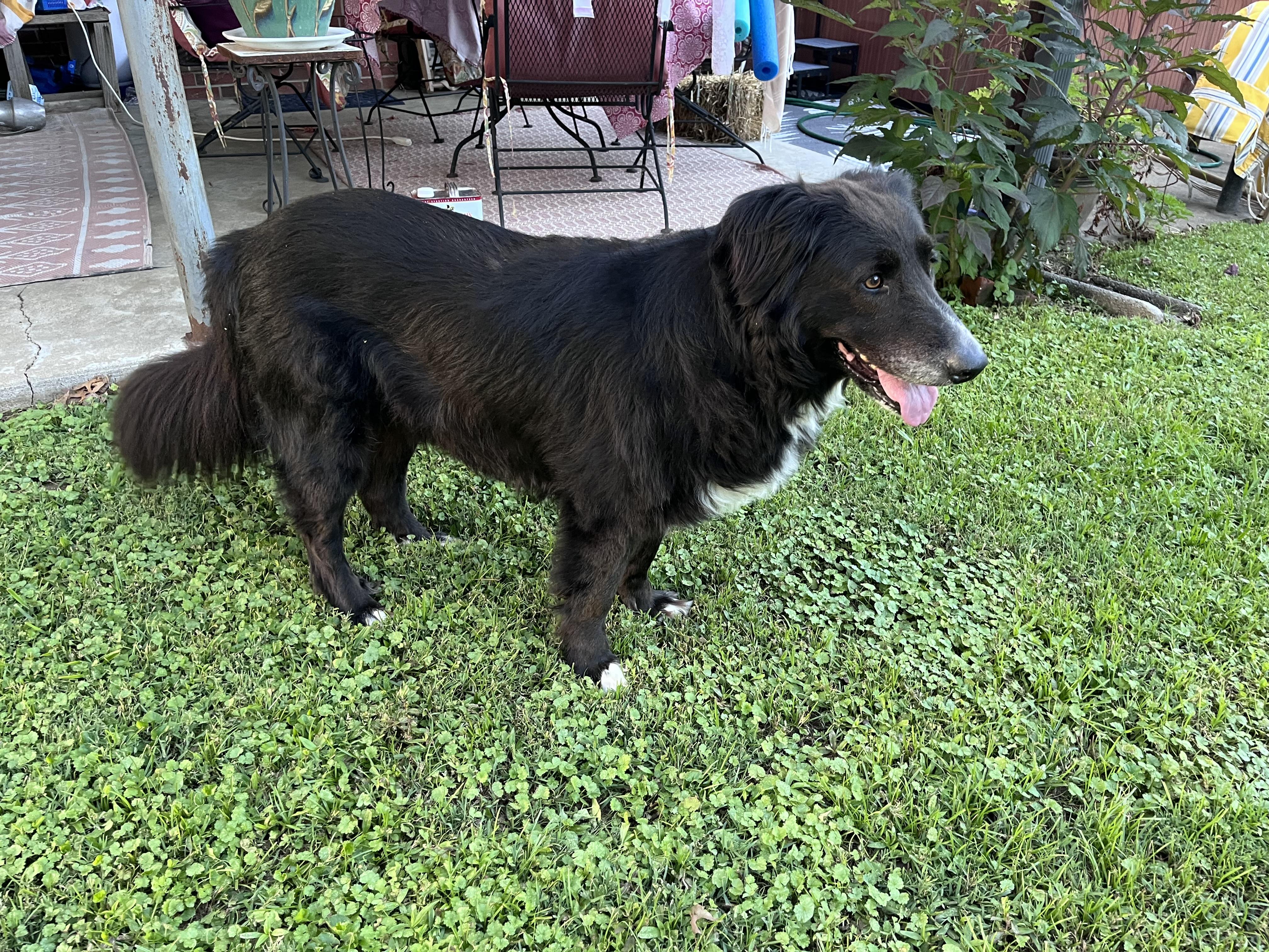 Cali the Dog, a ADOPTABLE mixed breed in Murray, KY image 2/6