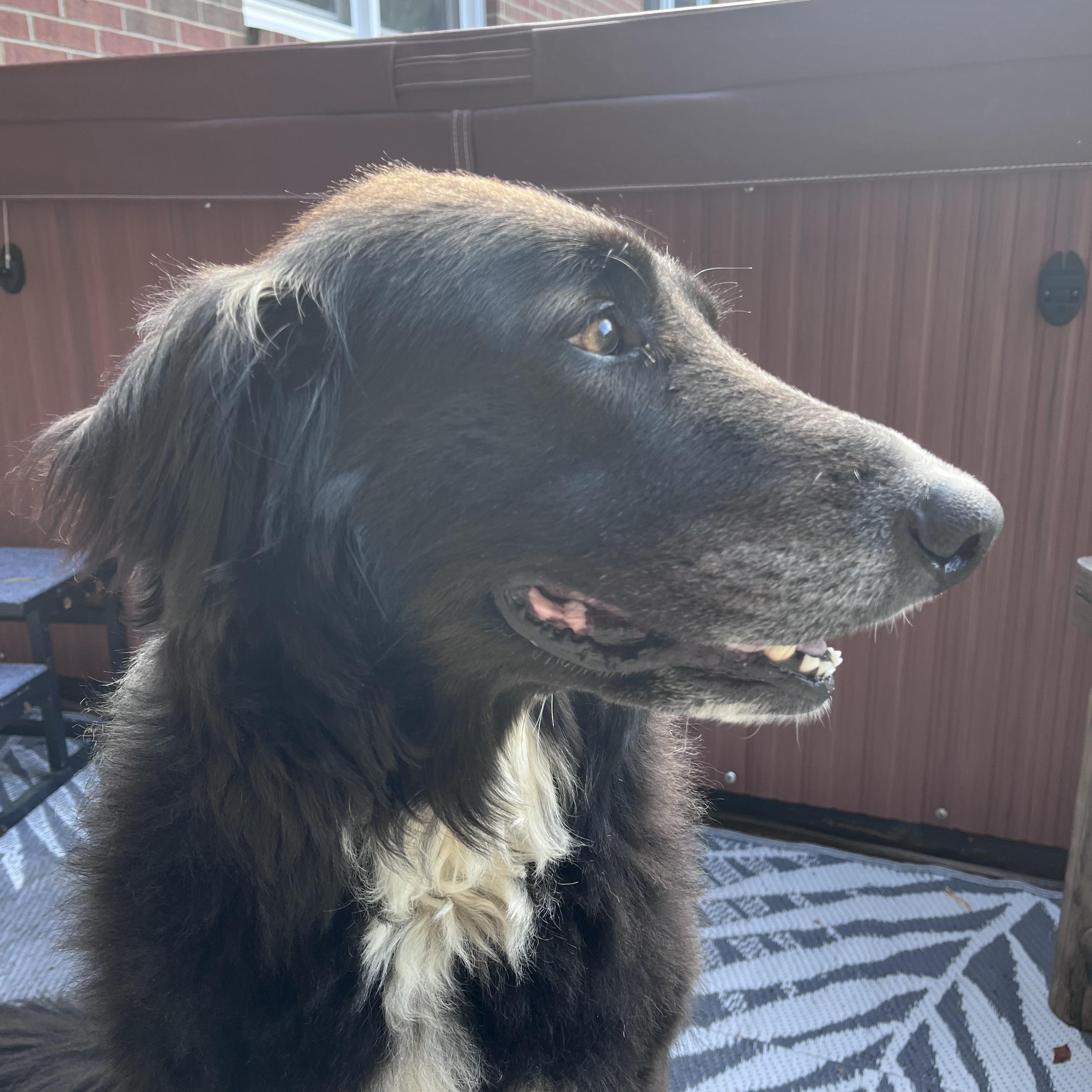 Cali the Dog, a ADOPTABLE mixed breed in Murray, KY image 6/6