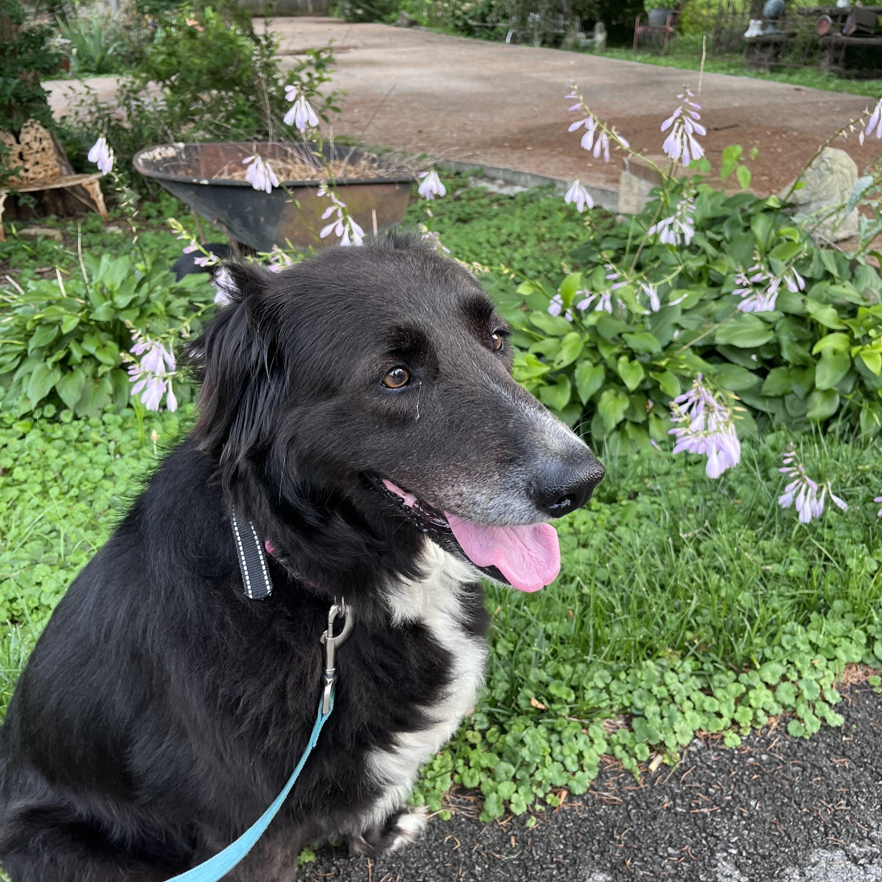 Cali the Dog, ADOPTABLE, Senior Female Border Collie & Great Pyrenees.