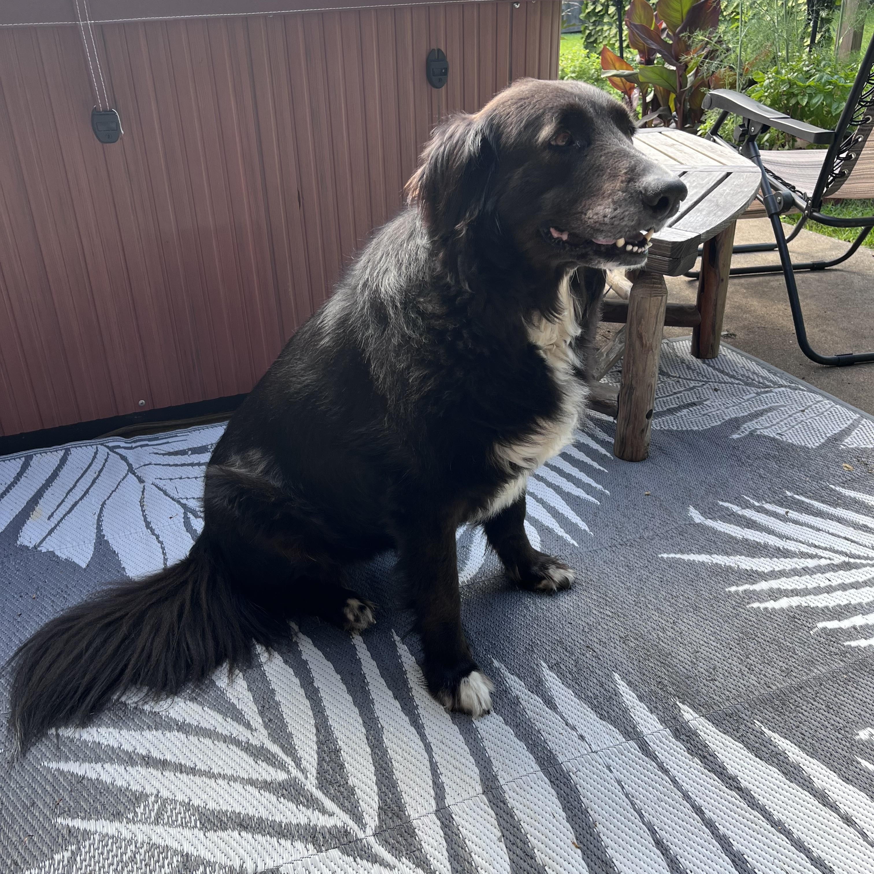 Cali the Dog, a ADOPTABLE mixed breed in Murray, KY image 5/6
