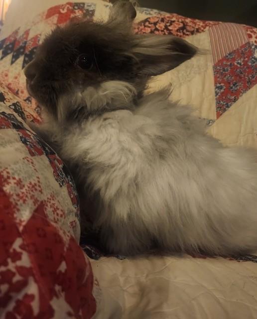 Enlarge Cinder & Shadow *Bonded Pair*, a ADOPTABLE Angora Rabbit in Salt Lake City, UT image 5/6