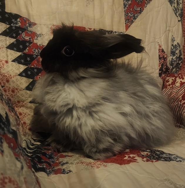 Enlarge Cinder & Shadow *Bonded Pair*, a ADOPTABLE Angora Rabbit in Salt Lake City, UT image 2/6