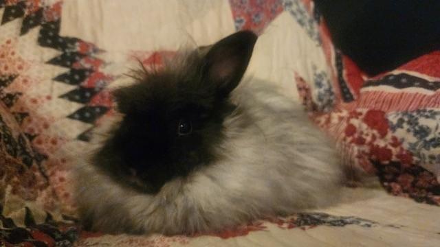 Enlarge Cinder & Shadow *Bonded Pair*, a ADOPTABLE Angora Rabbit in Salt Lake City, UT image 6/6