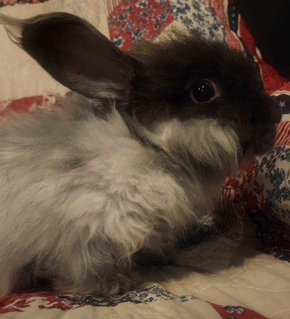 Enlarge Cinder & Shadow *Bonded Pair*, a ADOPTABLE Angora Rabbit in Salt Lake City, UT image 4/6