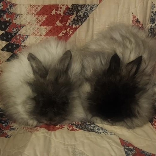 Enlarge Cinder & Shadow *Bonded Pair*, a ADOPTABLE Angora Rabbit in Salt Lake City, UT image 1/6