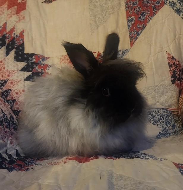 Enlarge Cinder & Shadow *Bonded Pair*, a ADOPTABLE Angora Rabbit in Salt Lake City, UT image 3/6