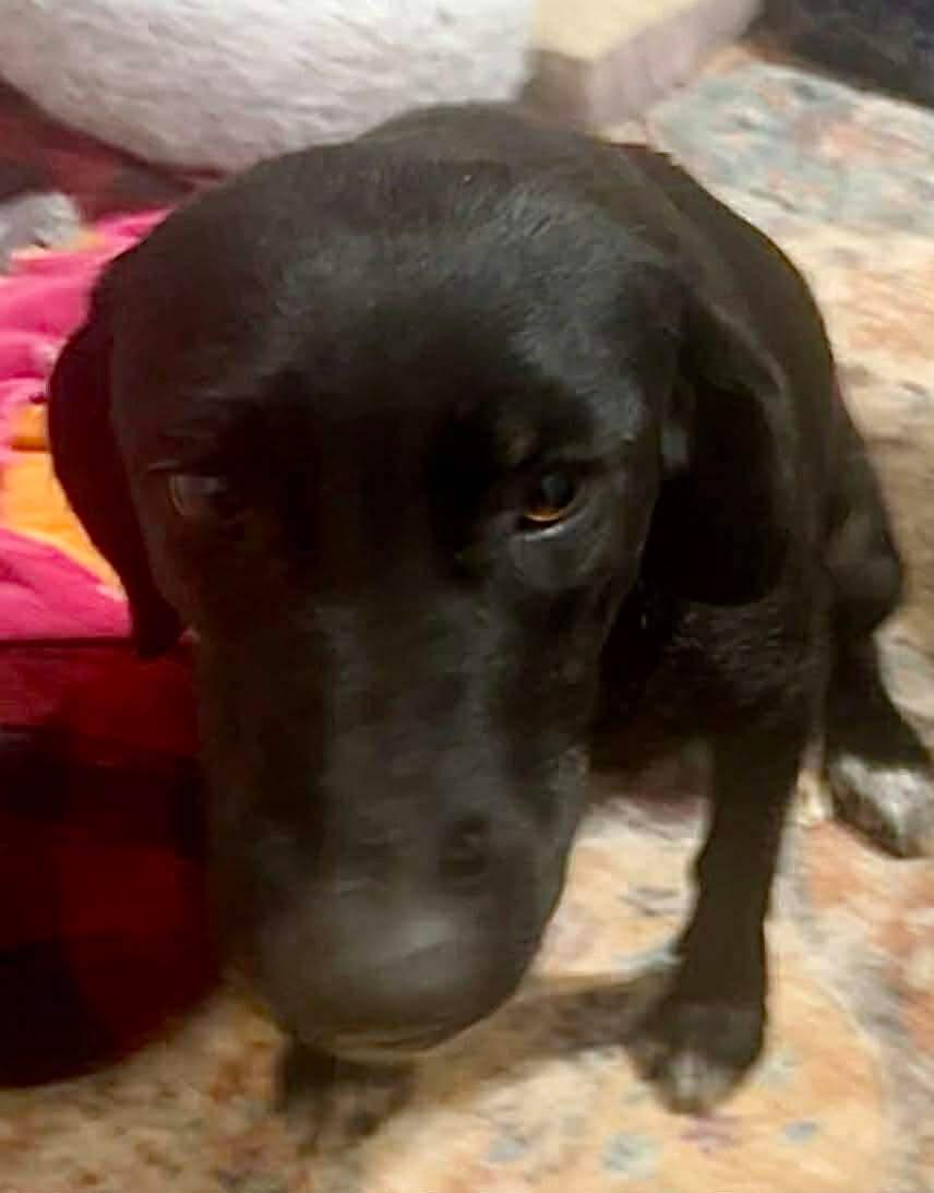 Enlarge Maggie, a ADOPTABLE mixed breed in Walker, LA image 4/4