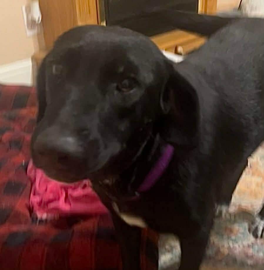 Enlarge Maggie, a ADOPTABLE mixed breed in Walker, LA image 2/4