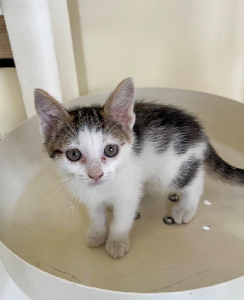 Enlarge Arwen, a Adoptable Domestic Short Hair in St. Ignace, MI image 1/1