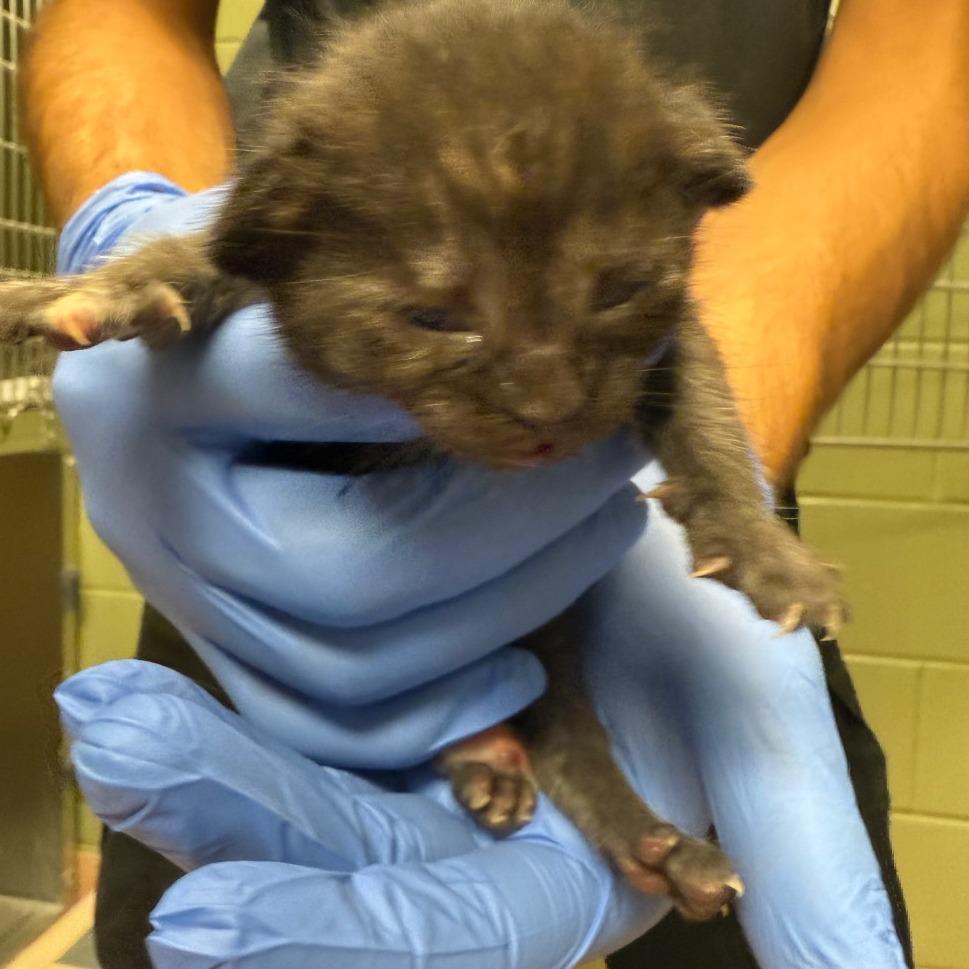 Gumbo 3982, a Adoptable Domestic Short Hair in Columbus, GA image 1/2