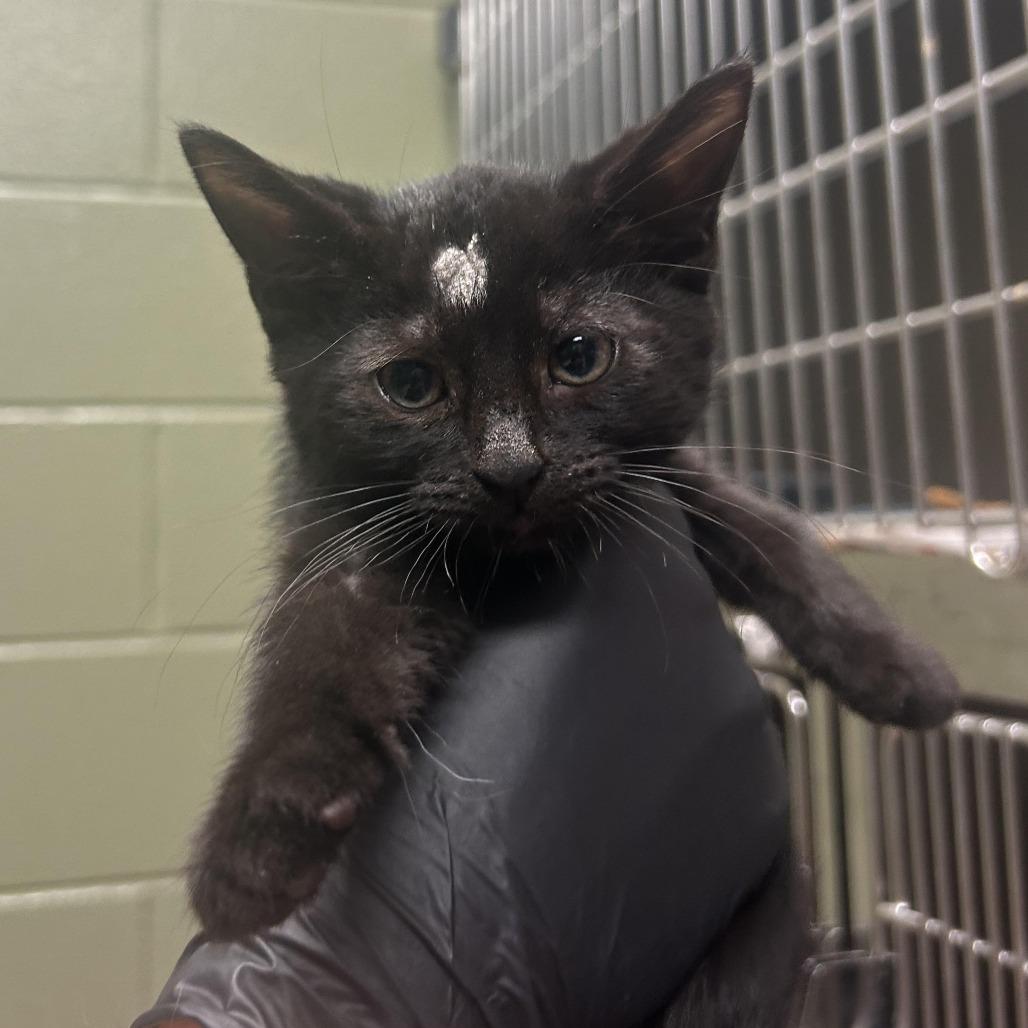 Gumbo 3982, a Adoptable Domestic Short Hair in Columbus, GA image 2/2