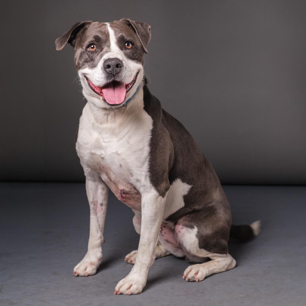 Ember, Adoptable, Adult Female Pit Bull Terrier.
