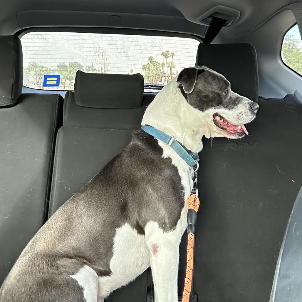 Enlarge Ember, a Adoptable mixed breed in Palm Springs, CA image 1/5