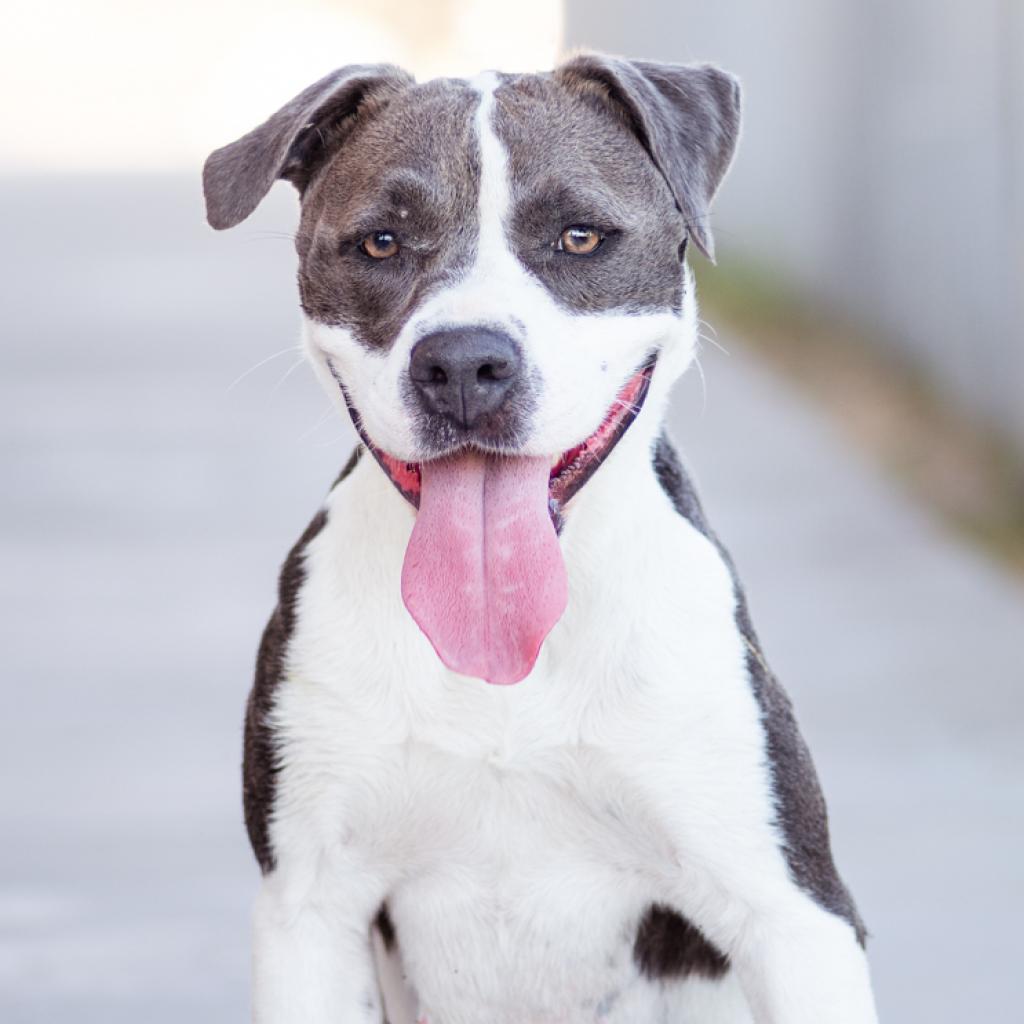 Enlarge Ember, a Adoptable mixed breed in Palm Springs, CA image 1/3