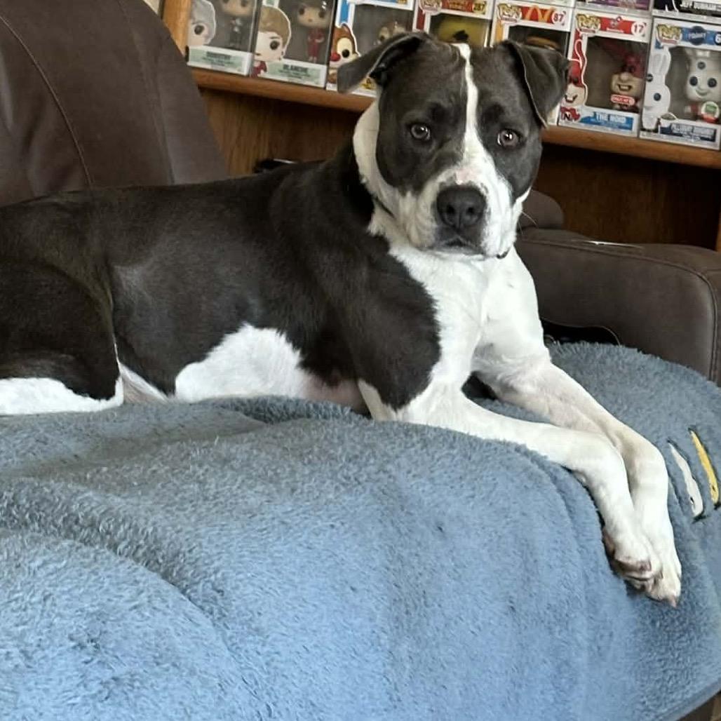 Enlarge Ember, a Adoptable mixed breed in Palm Springs, CA image 3/5