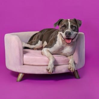 Enlarge Ember, a Adoptable mixed breed in Palm Springs, CA image 2/3