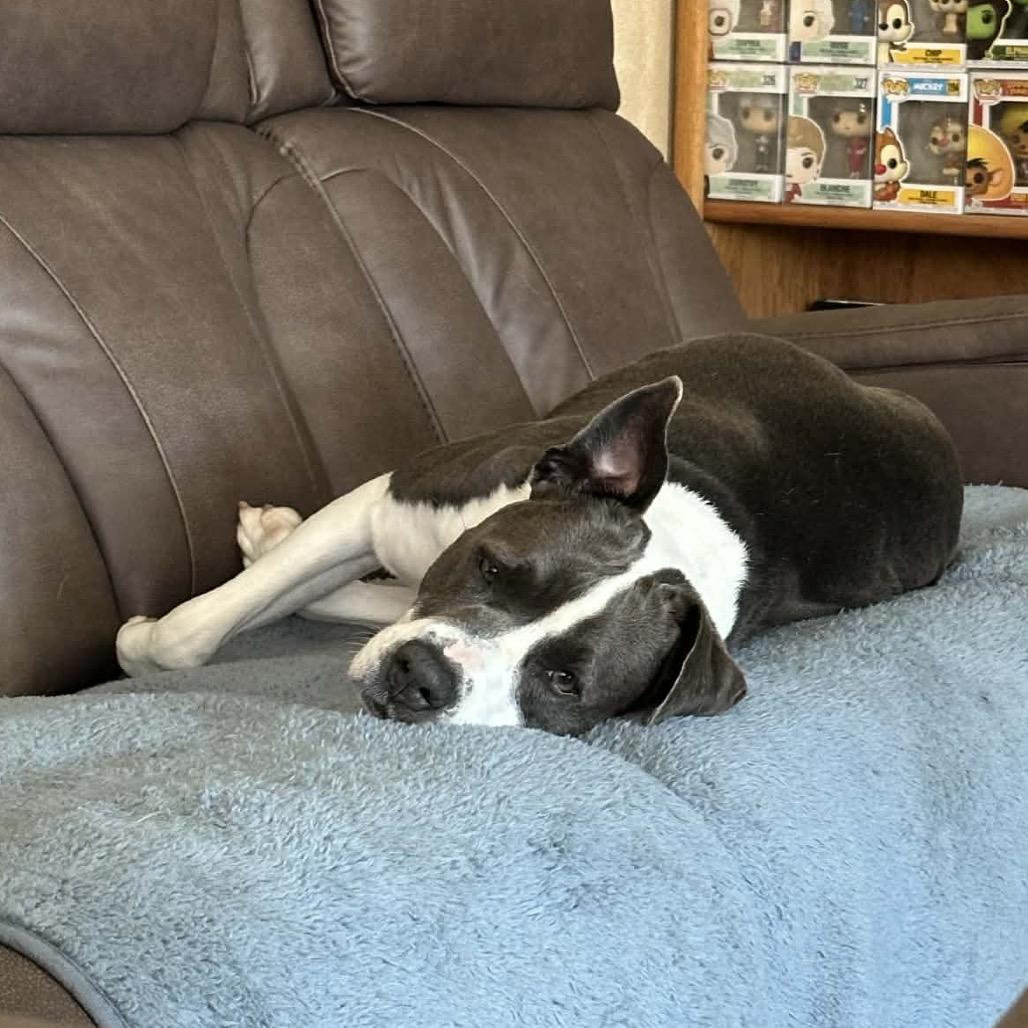 Enlarge Ember, a Adoptable mixed breed in Palm Springs, CA image 4/5