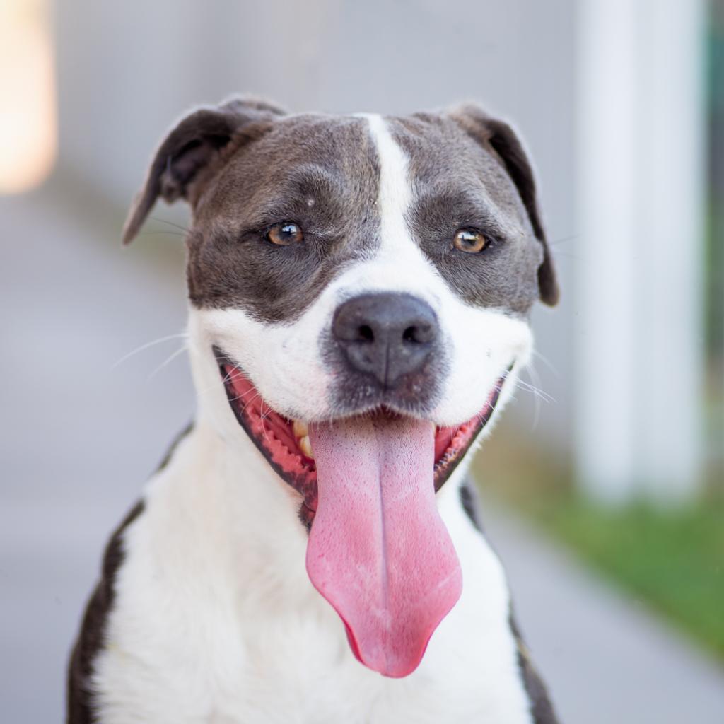 Enlarge Ember, a Adoptable mixed breed in Palm Springs, CA image 3/3