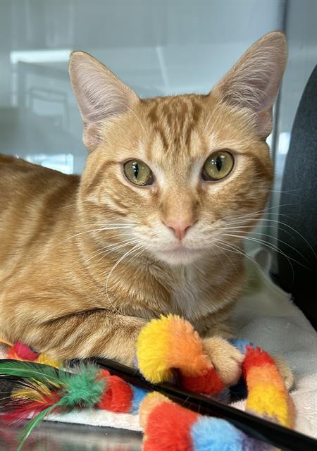 OREO*, Adoptable, Young Male Domestic Short Hair.