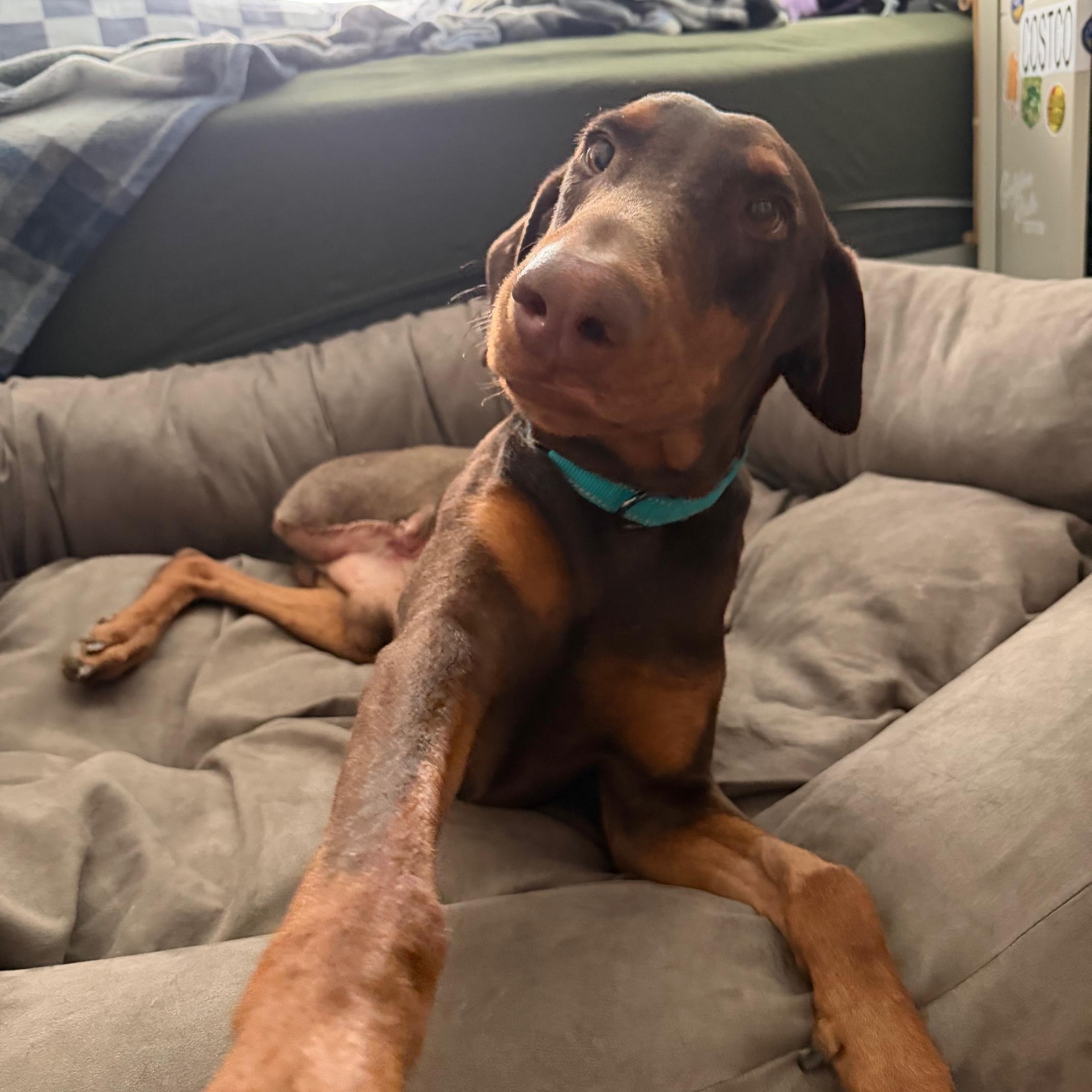 Enlarge Romeo, a ADOPTABLE Doberman Pinscher in Phoenix, AZ image 2/2