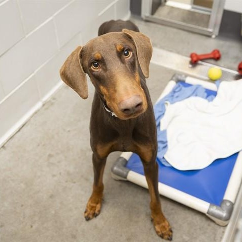 Romeo, ADOPTABLE, Adult Male Doberman Pinscher.