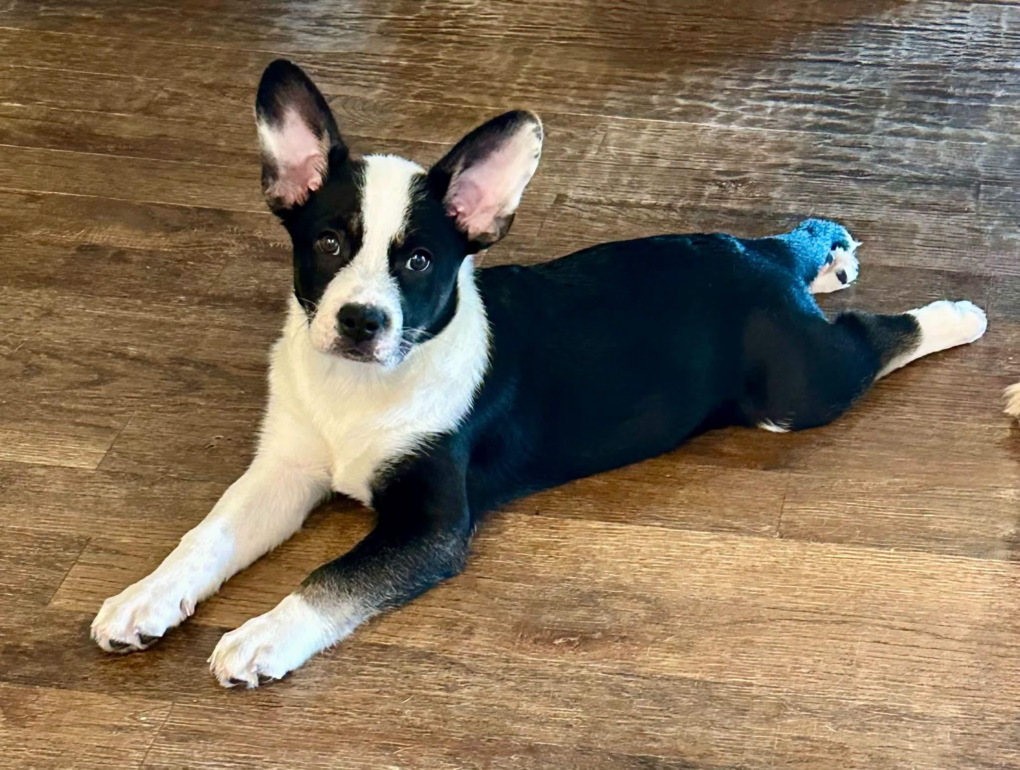 Enlarge Pablo, a Adopted mixed breed in Rockwall, TX image 2/6