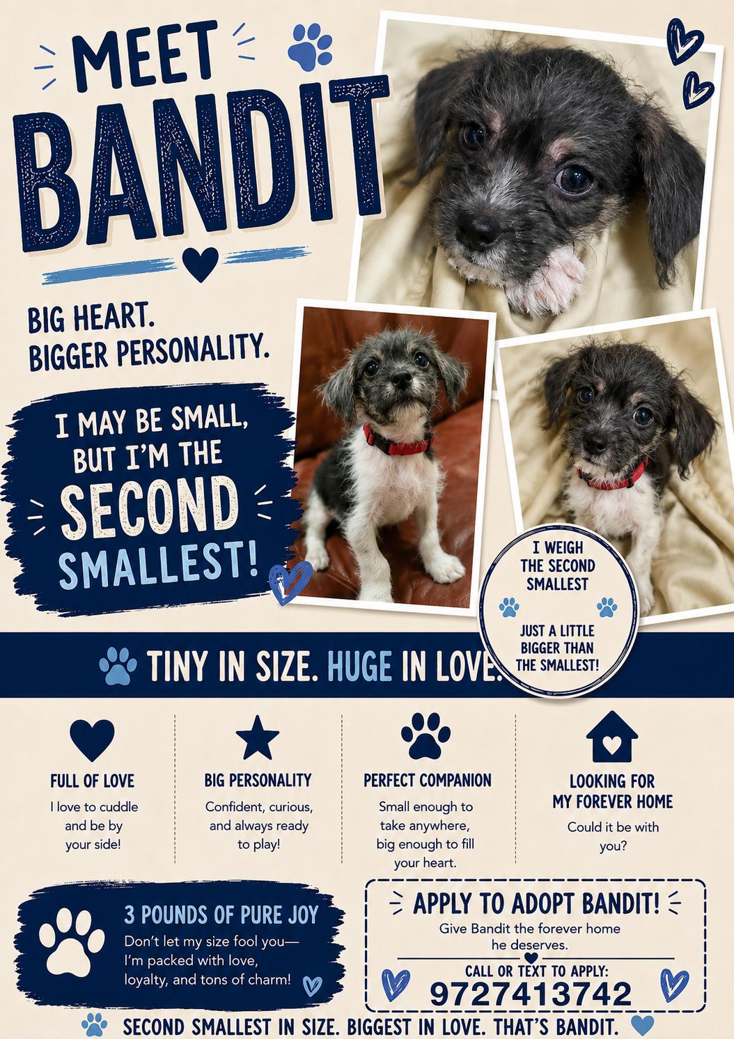 Enlarge Bandit, a ADOPTABLE mixed breed in San Antonio, TX image 2/4