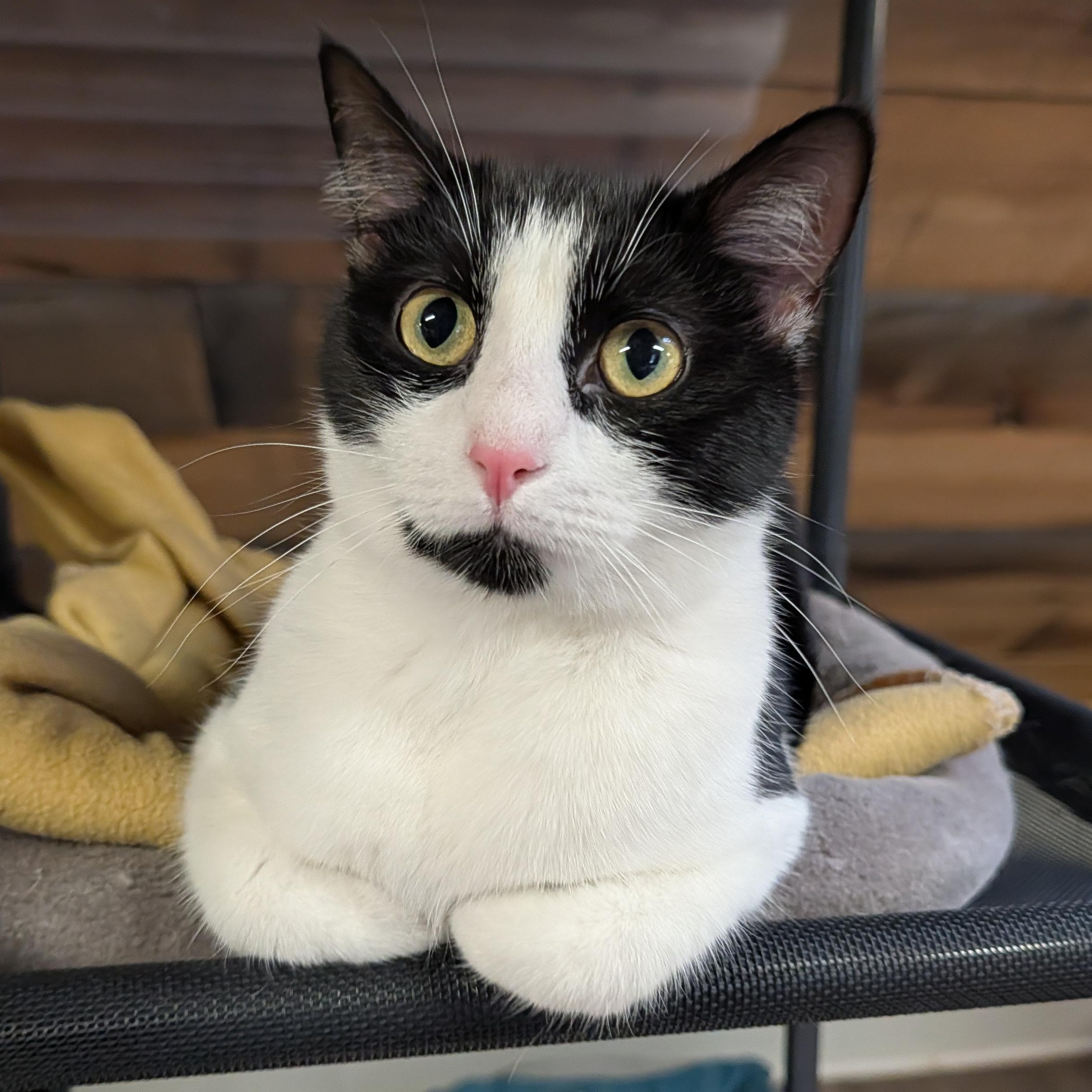Enlarge Gwen, a Adoptable Domestic Short Hair in Waynesville, NC image 1/6