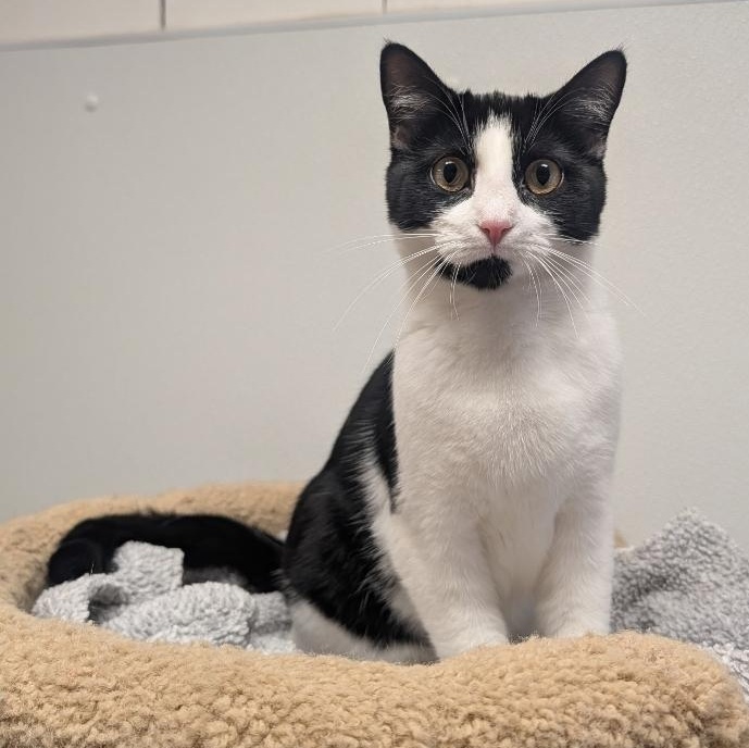 Enlarge Gwen, a Adoptable Domestic Short Hair in Waynesville, NC image 1/4