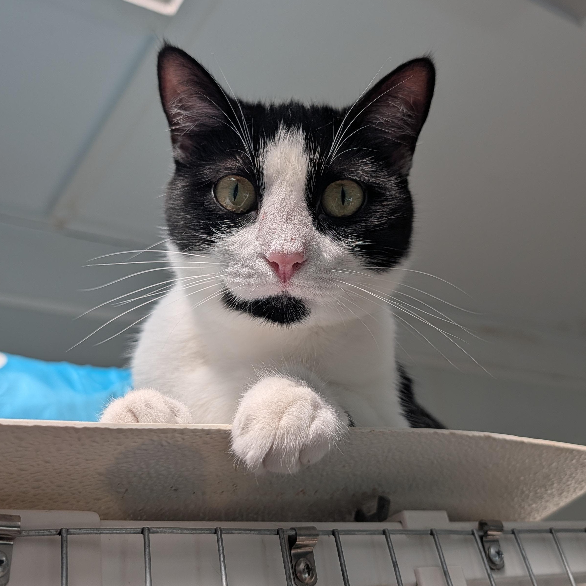 Enlarge Gwen, a Adoptable Domestic Short Hair in Waynesville, NC image 3/6