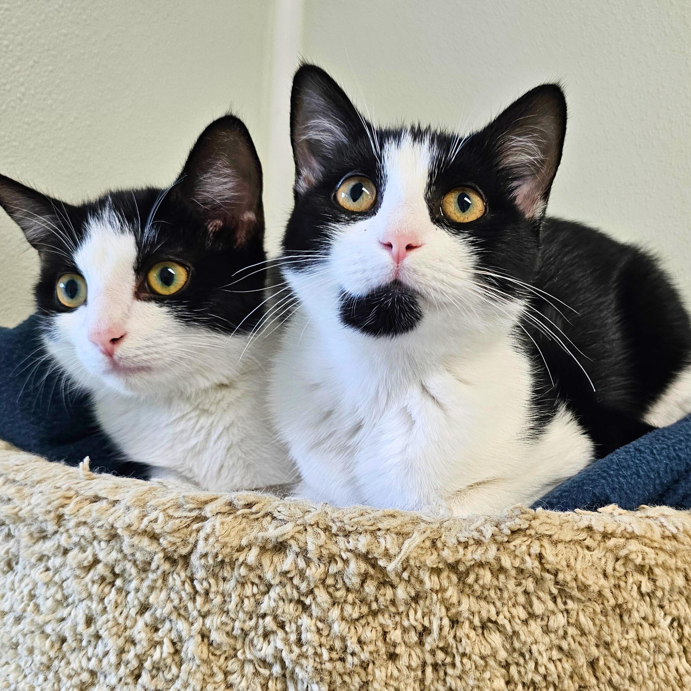 Enlarge Gwen, a Adoptable Domestic Short Hair in Waynesville, NC image 2/2