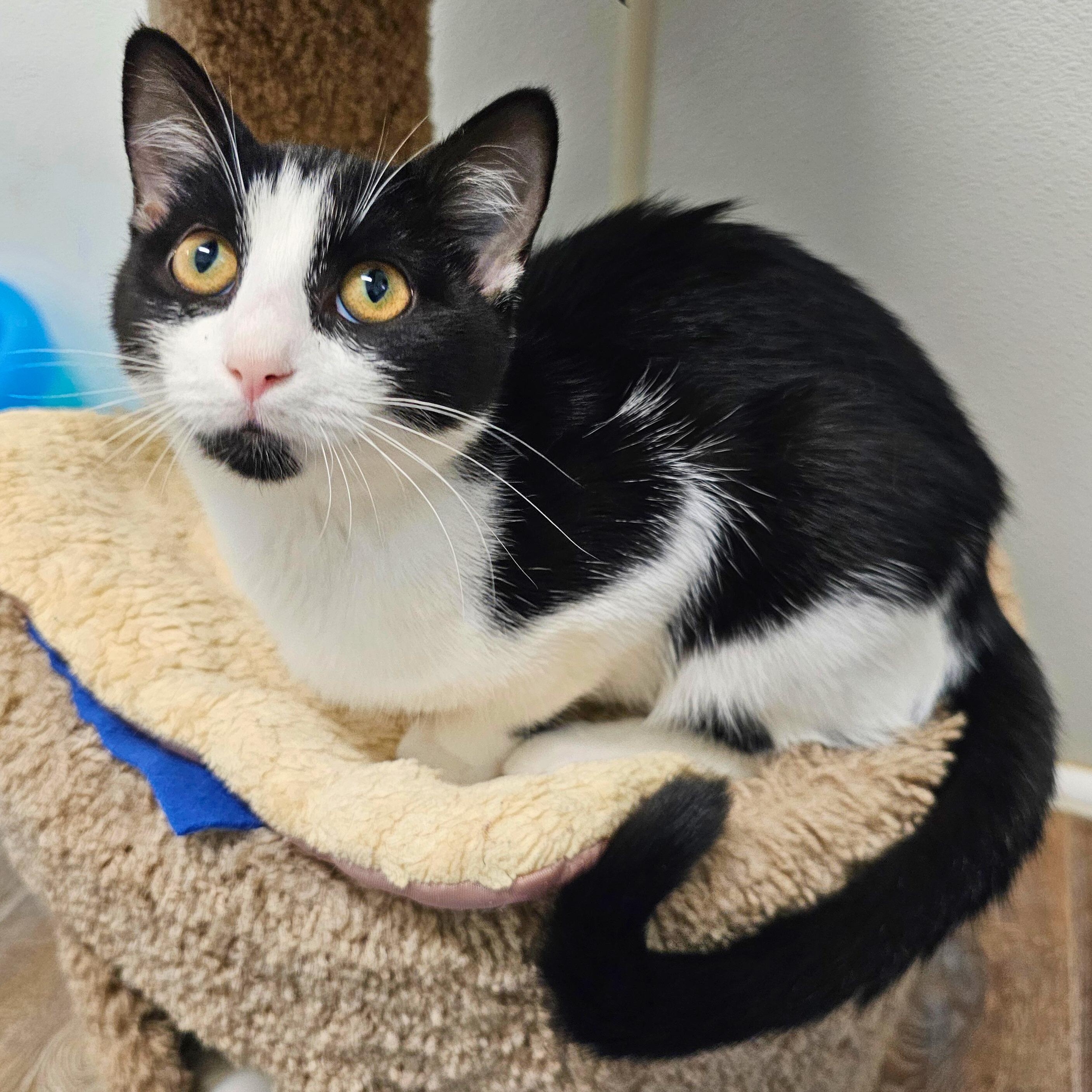 Gwen, Adoptable, Kitten Female Domestic Short Hair.