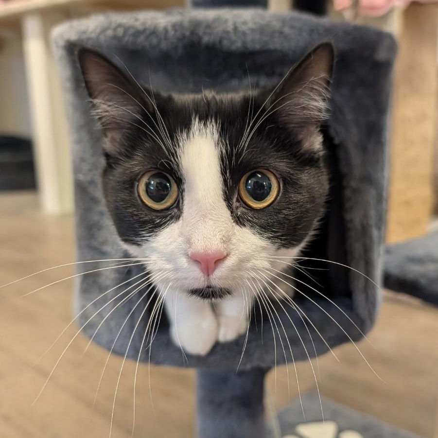 Enlarge Gwen, a Adoptable Domestic Short Hair in Waynesville, NC image 2/4