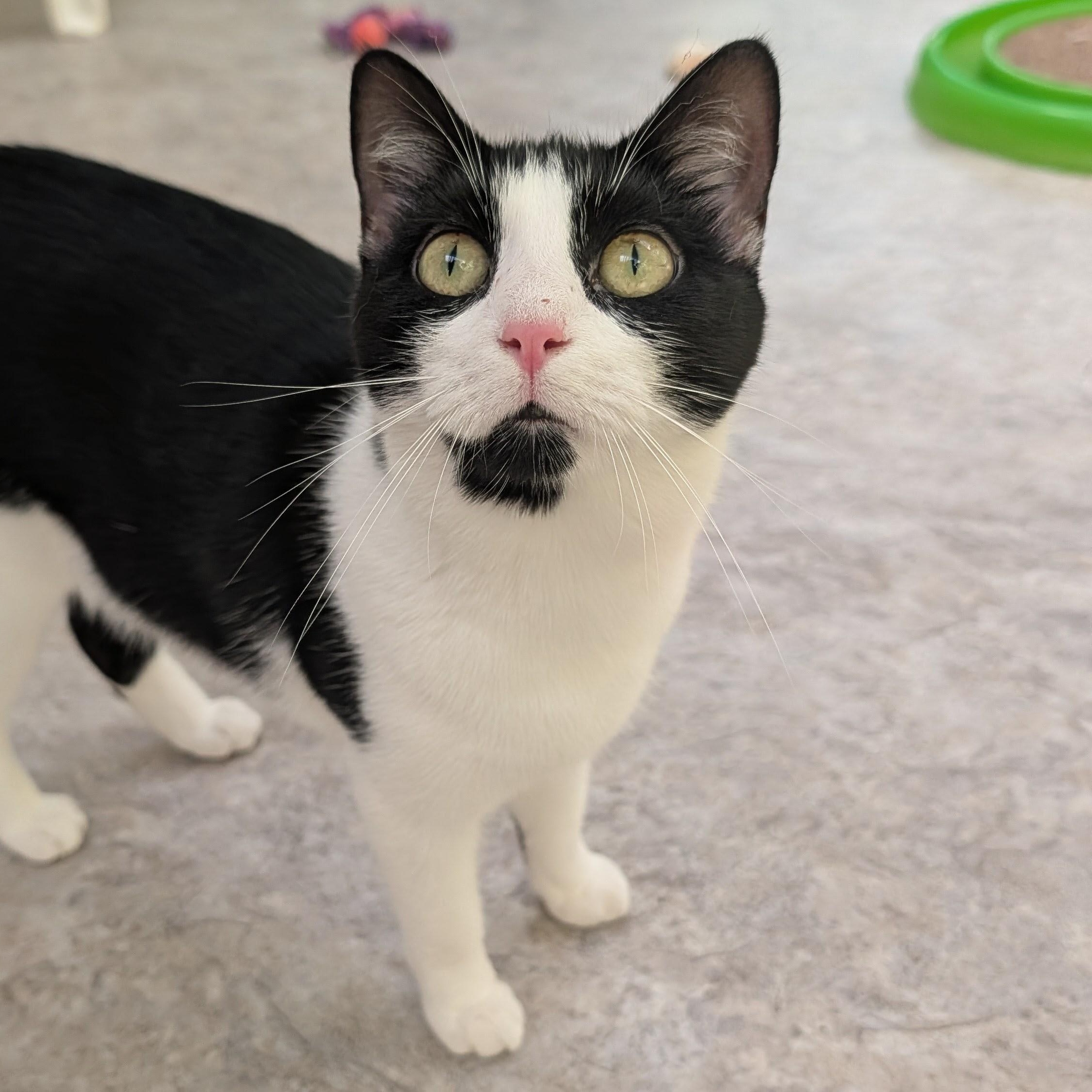 Enlarge Gwen, a Adoptable Domestic Short Hair in Waynesville, NC image 6/6