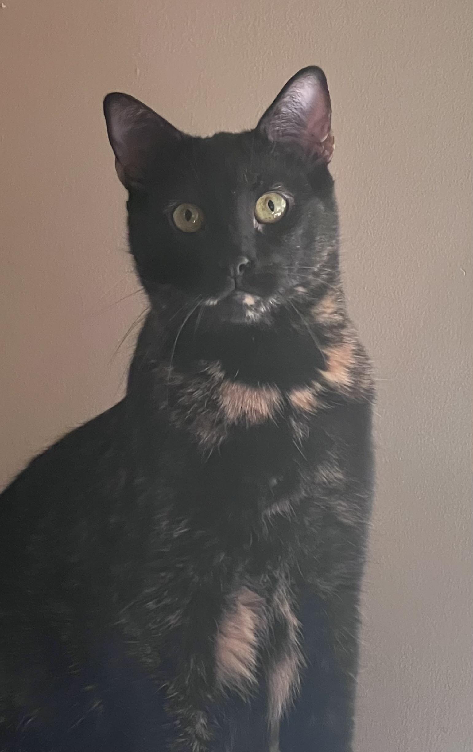 Sally, a Adoptable Domestic Short Hair in Media, PA image 4/9