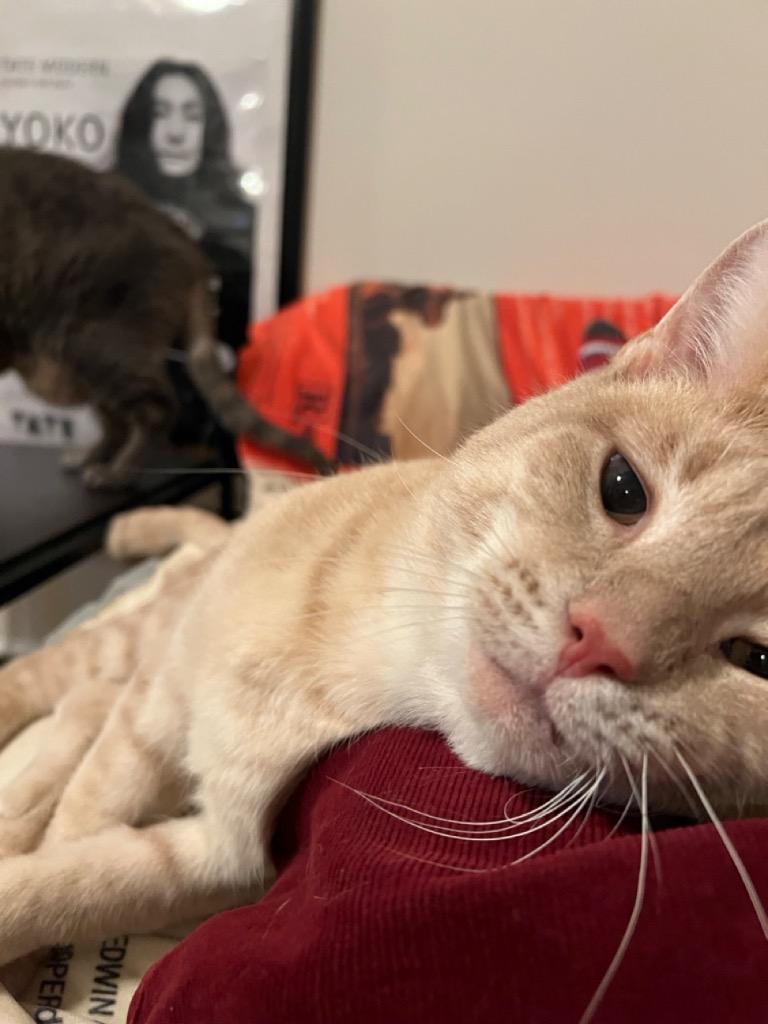 Butter Bean, Adoptable, Young Male Domestic Short Hair.