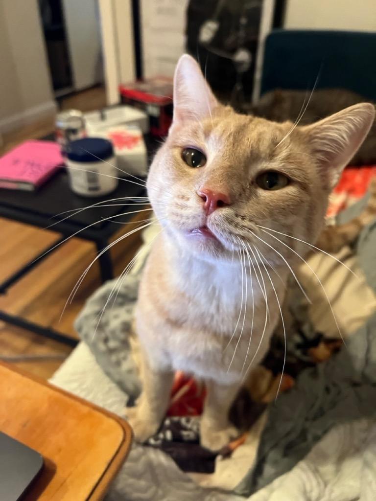 Enlarge Butter Bean, a Adoptable mixed breed in New York, NY image 3/6