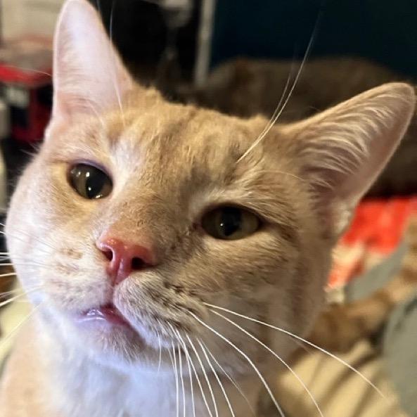 Enlarge Butter Bean, a Adoptable mixed breed in New York, NY image 4/6