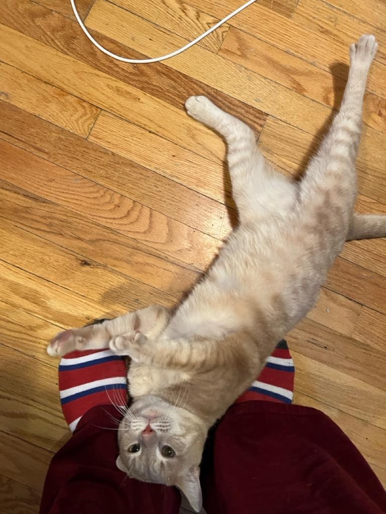 Enlarge Butter Bean, a Adoptable mixed breed in New York, NY image 5/6