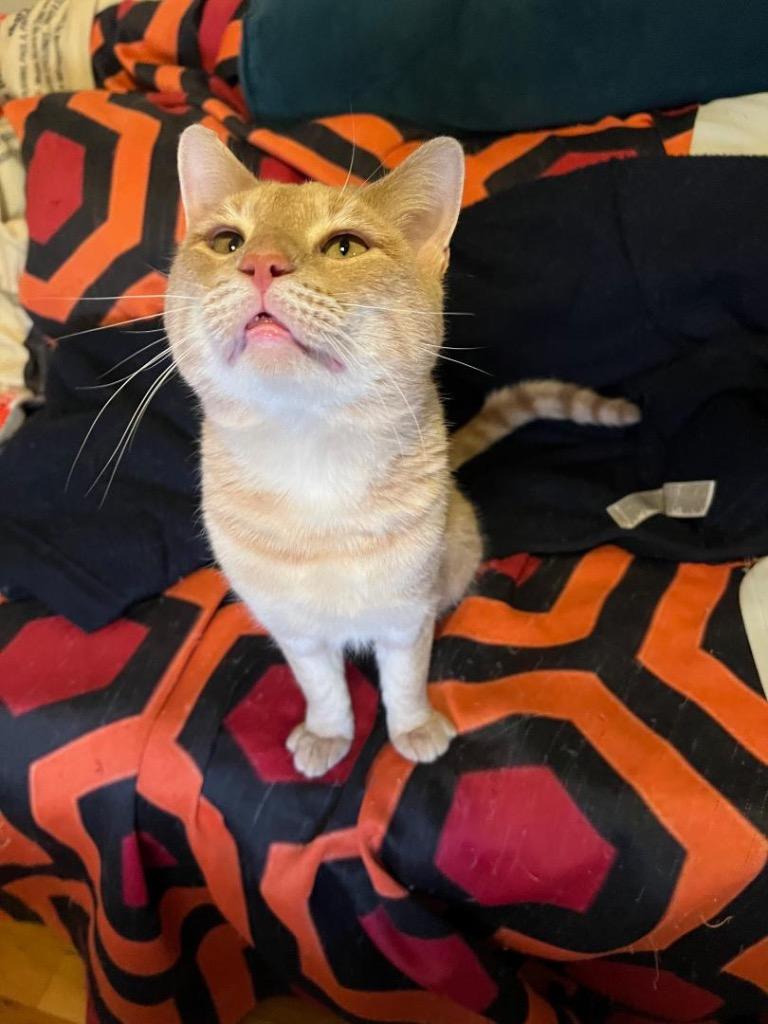 Enlarge Butter Bean, a Adoptable mixed breed in New York, NY image 6/6