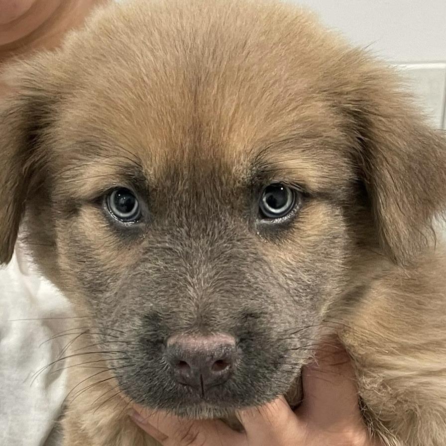 Cher, Adoptable, Puppy Female Chow Chow & Shepherd.
