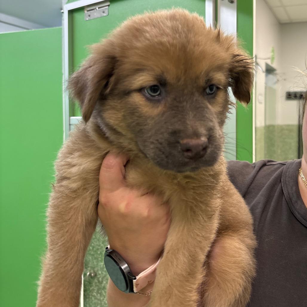 Enlarge Cher, a Adoptable mixed breed in Calverton, NY image 2/2