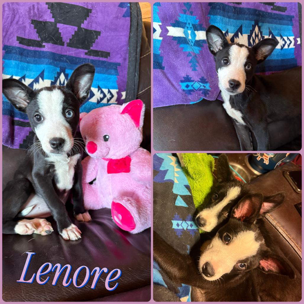 Enlarge Lenore, a Adoptable mixed breed in Idaho Falls, ID image 1/1