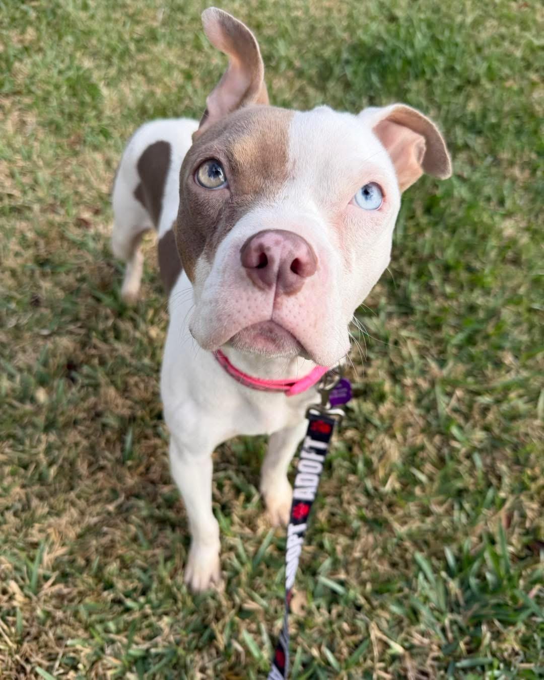 Zora, ADOPTABLE, Adult Female Boxer & Pit Bull Terrier.