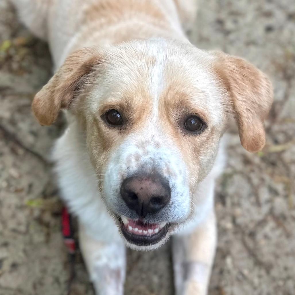 Enlarge Sparky, a Adoptable Mixed Breed in Fredericksburg, VA image 1/6
