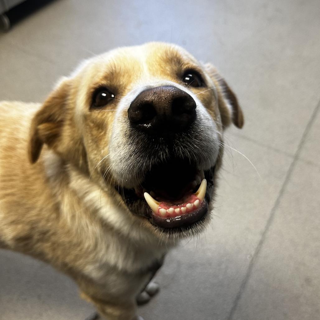 Enlarge Sparky, a Adoptable Mixed Breed in Fredericksburg, VA image 2/6