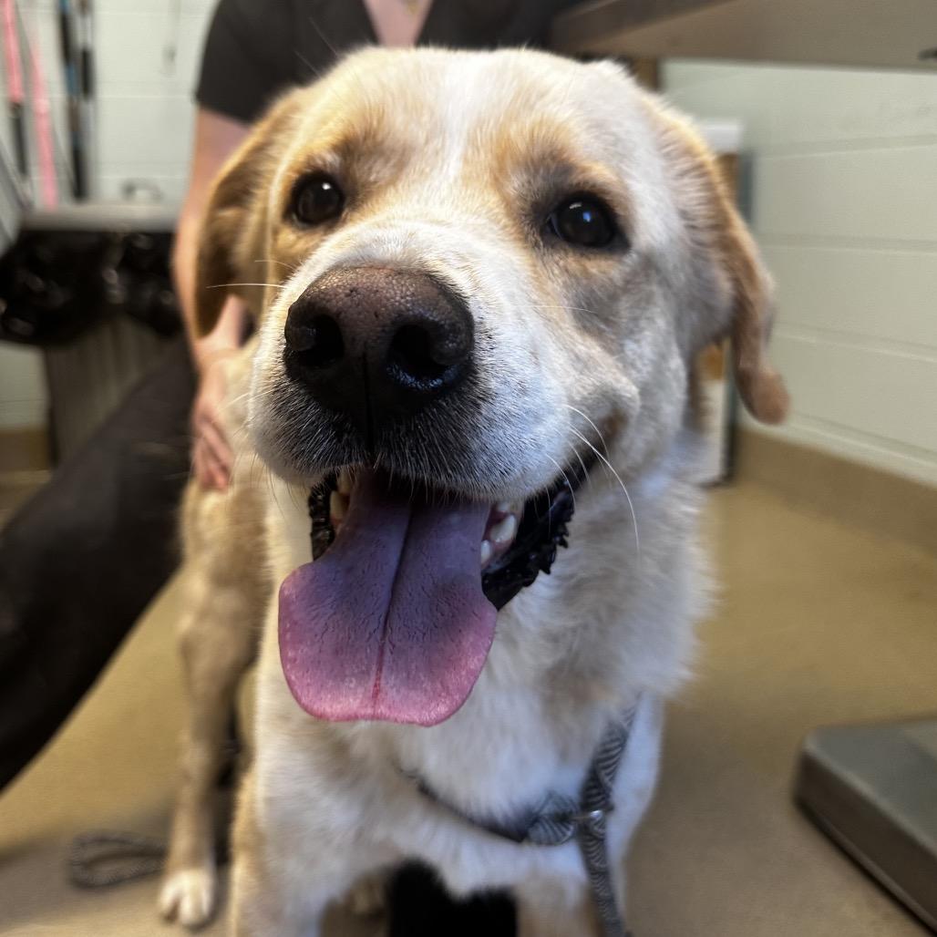 Enlarge Sparky, a Adoptable Mixed Breed in Fredericksburg, VA image 3/6