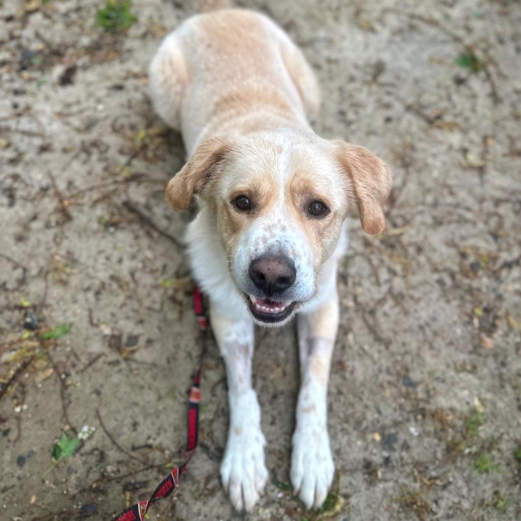 Enlarge Sparky, a Adoptable Mixed Breed in Fredericksburg, VA image 4/6